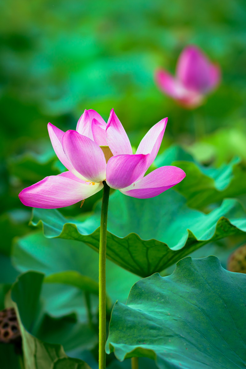 翰墨寫初心，妙筆揚(yáng)清風(fēng)——省建設(shè)科研院組織參加集團(tuán)紀(jì)委清廉文化作品展(圖1)